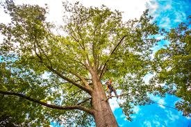 How Our Tree Care Process Works  in  Elk Creek, KY