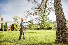 Best Tree Mulching  in Elk Creek, KY