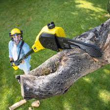 Best Pest Control for Lawns  in Elk Creek, KY
