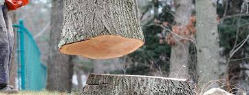 Best Tree Removal  in Elk Creek, KY