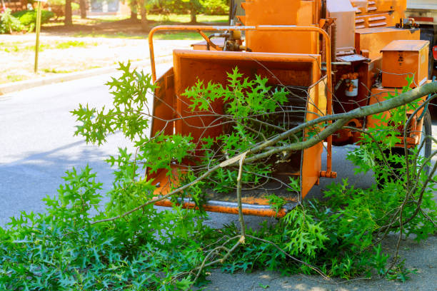 Best Utility Line Clearance  in Elk Creek, KY