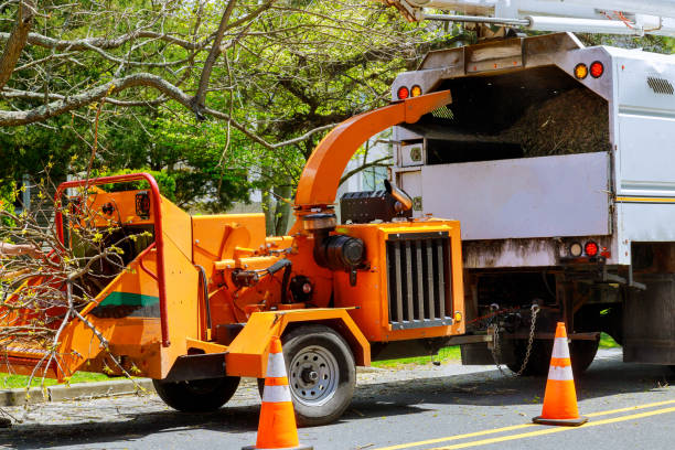 Best Tree Preservation Services  in Elk Creek, KY
