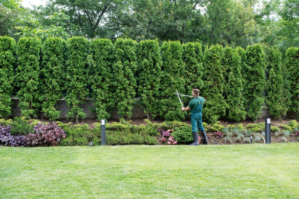 How Our Tree Care Process Works  in  Elk Creek, KY