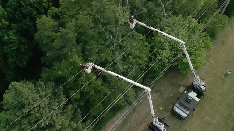 Best Fruit Tree Pruning  in Elk Creek, KY