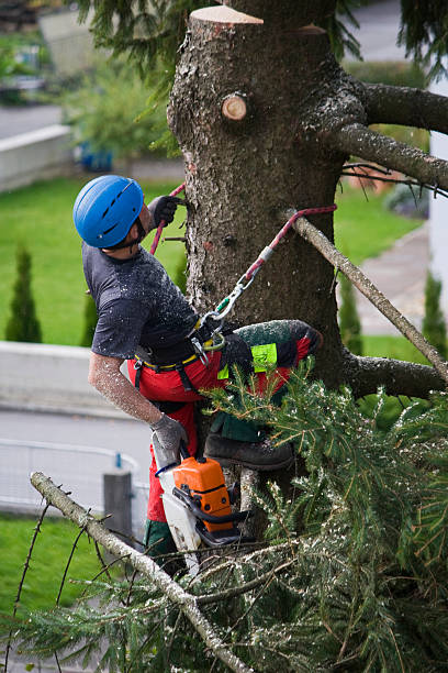 Reliable Elk Creek, KY Tree Services Solutions