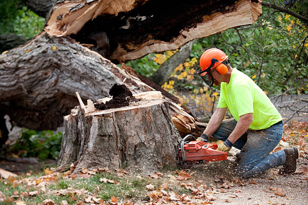Best Arborist Consultation Services  in Elk Creek, KY